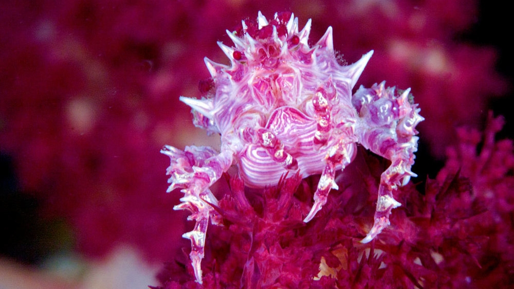 Chiêm ngưỡng “cua kẹo ngọt” ở vùng biển Lembeh (Indonesia)